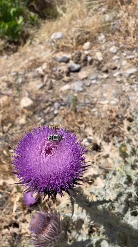 Bee on a cactus flower Stock Footage 280172677