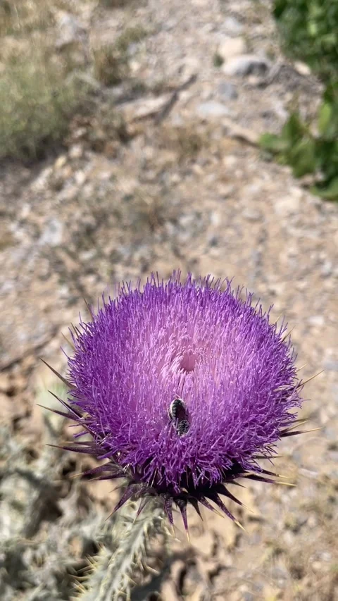 Bee on a cactus flower Stock Footage 280238795