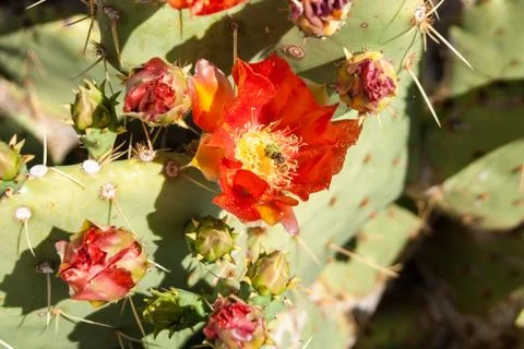 Bee on a cactus flower Stock Photos
