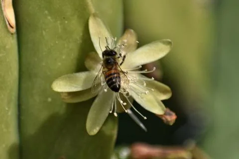 Bee On A Cactus Flower Stock Photos