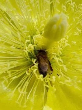 Bee on cactus flower Stock Photos