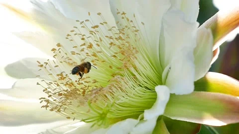 Bee in cactus flower slo mo Stock Footage 146471344