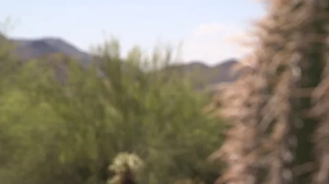 Bee on a Cactus Stock Footage 49774708