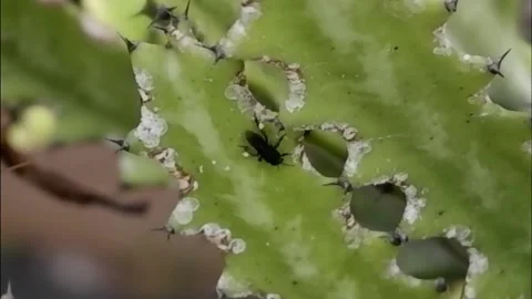 The bee in the cactus Stock Footage 141292307