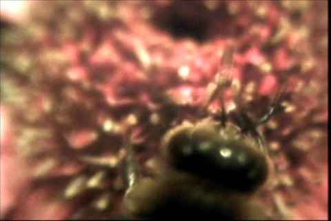 Bee Cam Stock Footage