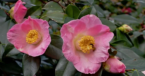Bee on a Camellia Flower Stock Footage 280205795