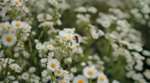 Bee on camomile flower Stock Footage 68786881