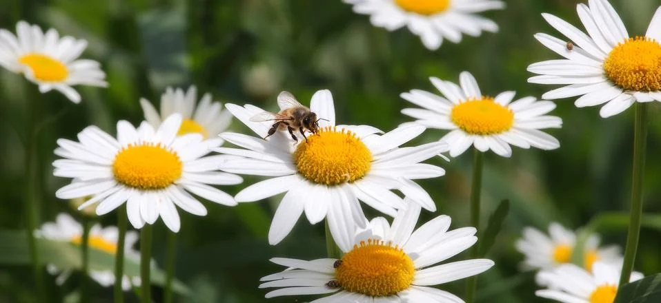 Bee on camomile. Stock Photos