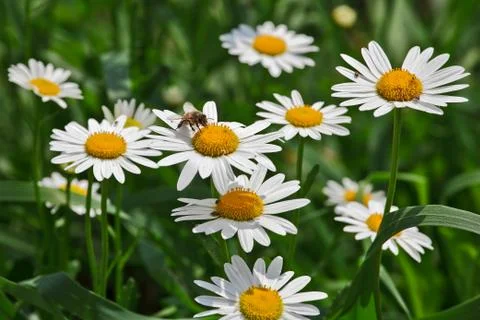 Bee on camomile. Stock Photos
