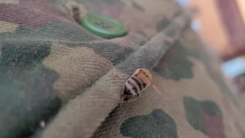 Bee on Camouflage Jacket Moved to Beehive, Close Up 스톡 동영상 318263676