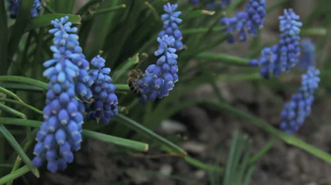 Bee on Campanula Stock Footage 30366903