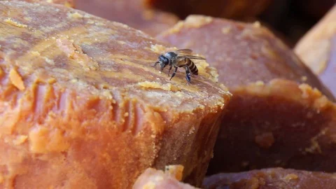 Bee on Candy Stock Footage 85567525
