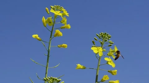 Bee on canola flowers Stock Footage 59135559