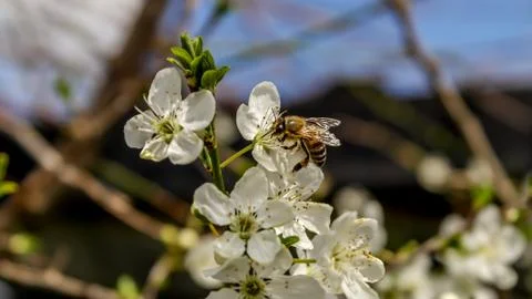Bee Captured Pollinating On A Flower Under The Summer Sun Stock Photos