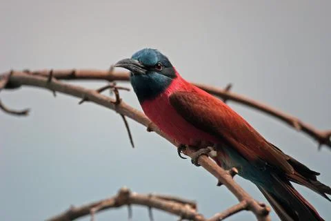 Bee Catcher Foto stock