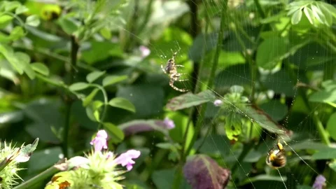 Bee caught in a garden spider's web manages to escape. Araneus diadematus Stock Footage 79598660