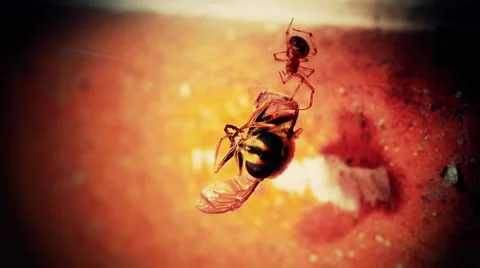 Bee caught by a spider Stock Footage 62524840