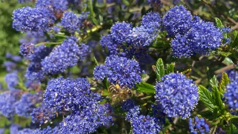 A bee on a Ceanothus bush Stock Footage 190974201