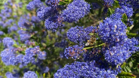 A bee on a Ceanothus bush Stock Footage 190974275