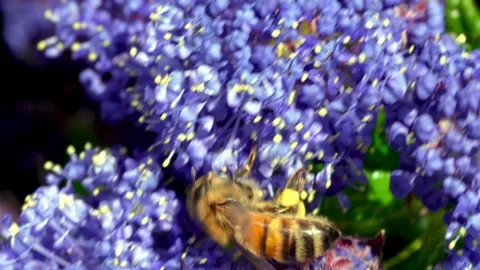 Bee on ceanthous flowers Stock Footage 162651711