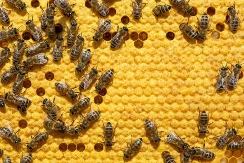 Bee on a cell with larvae. Bees Broods Copyspace. Concept of beekeeping. Stock Photos