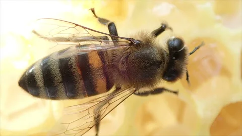 Bee on cells with honey Stock Footage 161470534