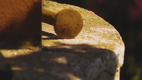 Bee on cement edge flies Stock Footage 89243419