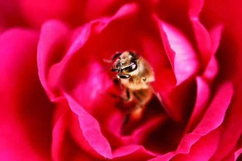 Bee is in the center of red rose in the spring garden Stock-Fotos