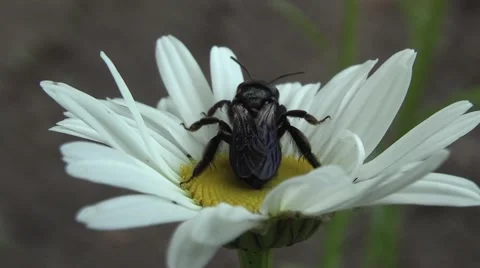 Bee on the chamomile flower Stock Footage 5700827
