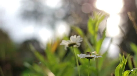 Bee on the chamomile flower Stock Footage 65017102