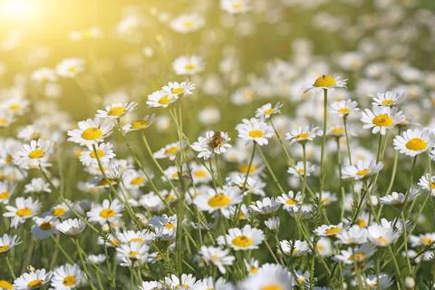 Bee on chamomile flower springtime 스톡 사진