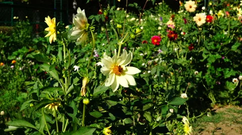 Bee on the chamomile in the garden. Stock-Footage 65395786
