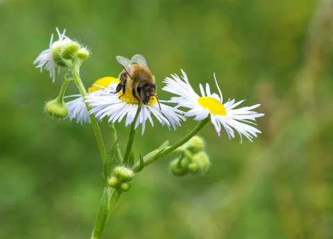 Bee on chamomile Stock Photos