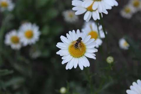 Bee on chamomile Stock Photos