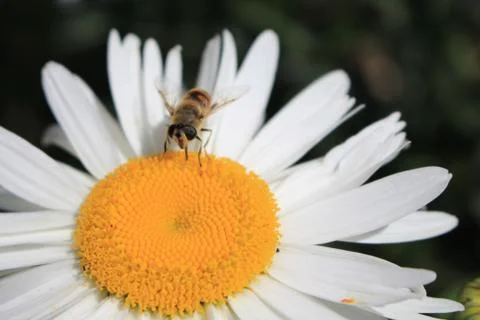 Bee on chamomile Stock-Fotos