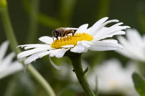 Bee on chamomile Stock Photos