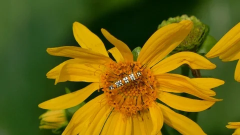 Bee chases ailanthus webworm moth from a yellow flower 4K 動画素材 93900235