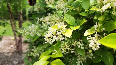 Bee Chases Red Admiral Butterfly Away From Flowers Stock Footage 346181300