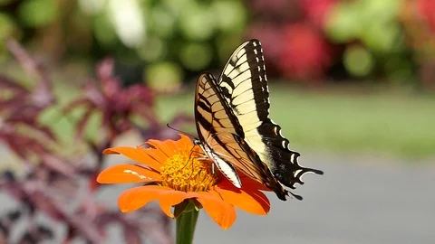 Bee chases a tiger swallowtail butterfly from a flower in slow-motion HD Stock Footage 93083335