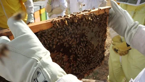 Bee chassis Stock Footage 184409847