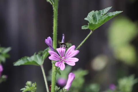 Bee checking the flower Stock Photos