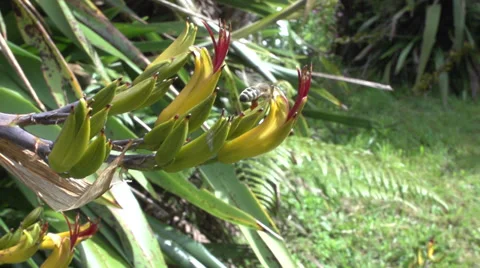 Bee Checking The Flowers Stock Footage 32684188