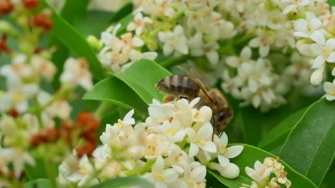 Bee checking multiple flowers for nectar, macro Video stock 276602679