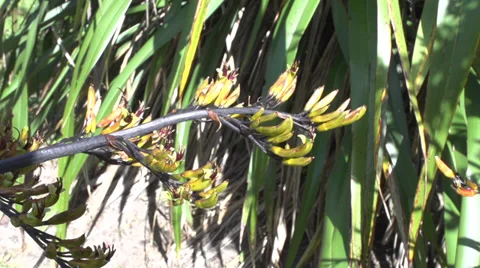 A Bee checking out nectar Stock Footage 32685972
