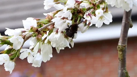 Bee in cherry blossom Stock Footage 73768909