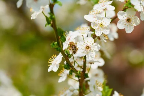 Bee on cherry blossom Foto stock
