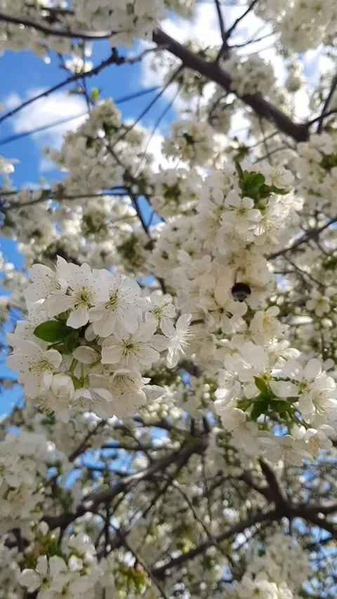 Bee on Cherry Blossom in Spring Stock Footage 296076007