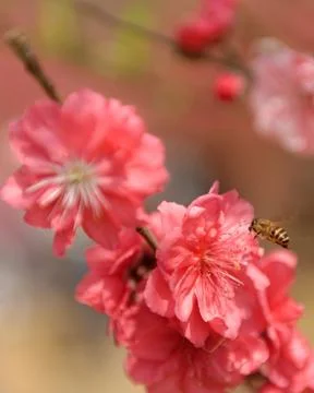 Bee on  cherry blossoms blooming on trees in spring with pink petals Stock Photos