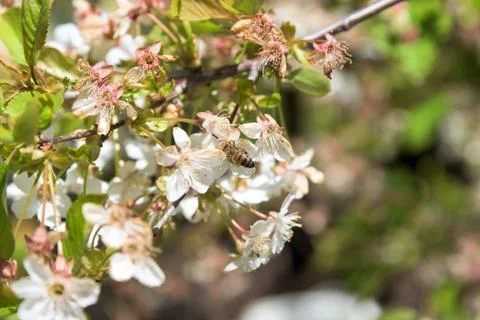 Bee on cherry blossoms flower closeup Stock Photos