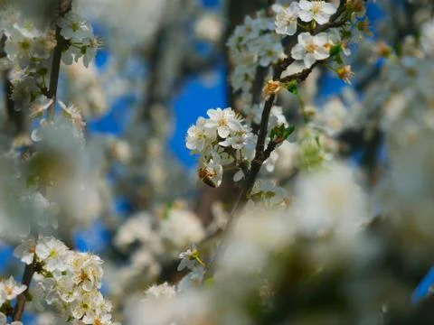 Bee on cherry blossoms Stock Photos